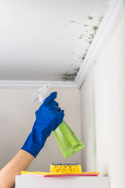 Professional Mold Removal in Mendenhall, MS